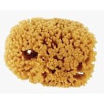 Natural sea sponge used for faux sponge painting.