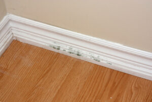 Mold growing on baseboards.